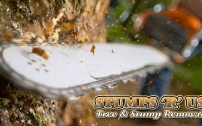 Trusted Tree Services in St. Thomas Ontario