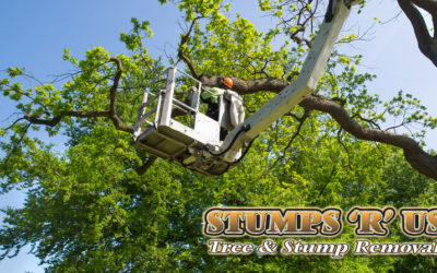 Tree Services in Talbotville Ontario