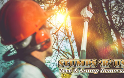 Tree Removal Services London, ON
