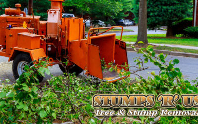 Tree Services in New Sarum Ontario