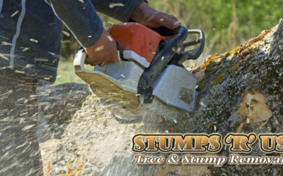 Tree Services in Aylmer Ontario