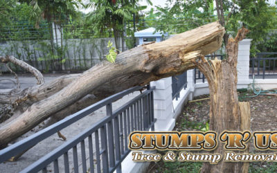 Tree Services Port Stanley Ontario