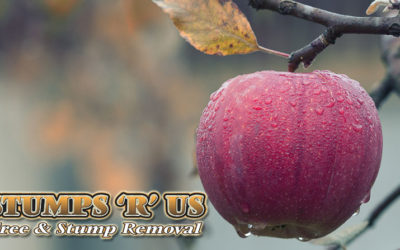 Professional Arborist in London Ontario