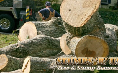 Tree Division Service in London Ontario (What You Should Know Before Hiring!)