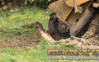 5 Reasons to Schedule a Tree Stump Removal
