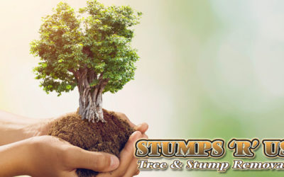 10 Tips for Complete Tree Care