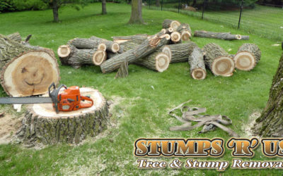 Affordable Stump Removal Service in London Ontario