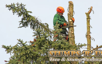 How to Choose a Reputable Tree Removal Service Company