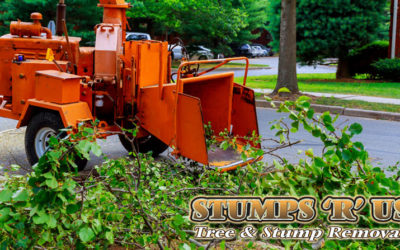 Complete Tree Service Company in London Ontario