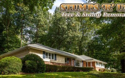 Tree Removal Services in Lyndhurst, Ontario