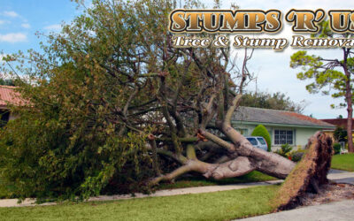 Tree Services in West Lorne Ontario | A Company You Can Trust