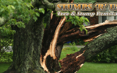 Tree Services Near Me – Call The Experts