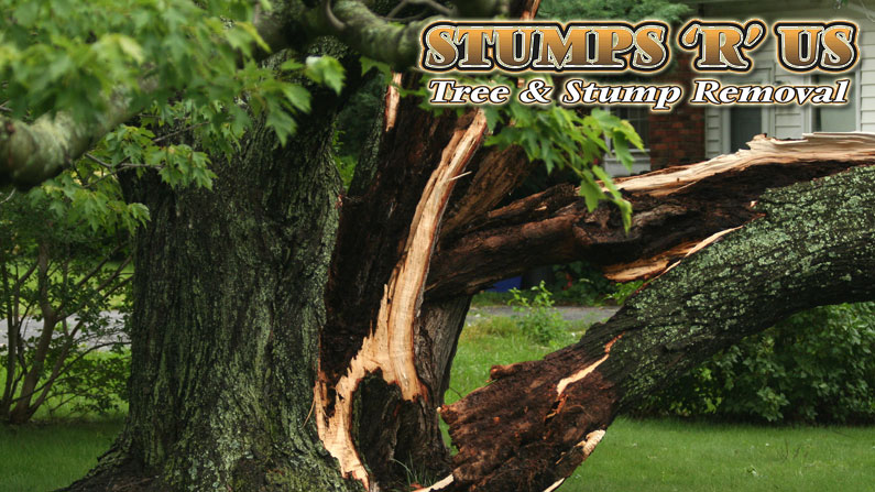 Tree Services Near Me – Call The Experts