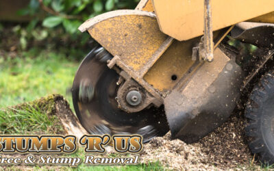 Stump Grinding & Stump Removal in Sarnia Ontario