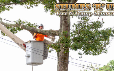Commercial Tree Removal Services