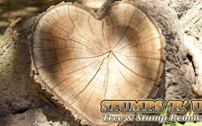 Tree Division Service St. Thomas – Tree Care Company – Stumps ‘R’ Us