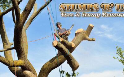 Tree Removal Rates and Estimates for London Ontario