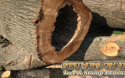 Unhealthy Trees: How to Tell When They Need to Come Down