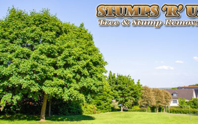 Tree Surgeon vs Arborist: What is the Difference?