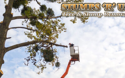 Tree Maintenance in London Ontario