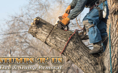 Emergency Tree Removal London Ont.