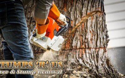 Can You Cut Down a Tree on Your Property in London Ontario?