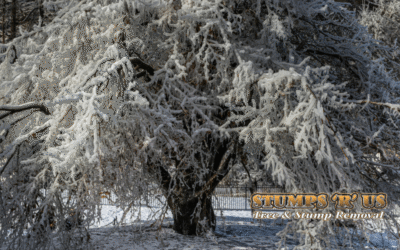 What are Exploding Trees? Here’s what our Tree Expert in Ontario says