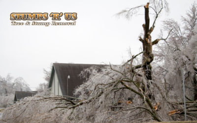 What To Do for Ice Storm Tree Damage
