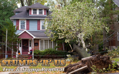 Tree Storm Damage Cleanup & Removal London, Ontario