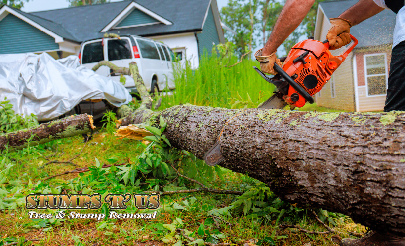 Backyard Tree Removal St. Thomas and London Ontario