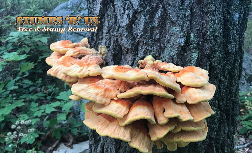 Chicken of the Woods