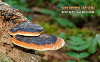 Common types of Tree Fungus (Conks and Mushrooms) on Ontario Tree